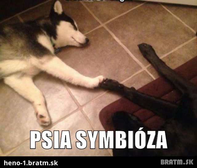 Psia symbióza :) :)