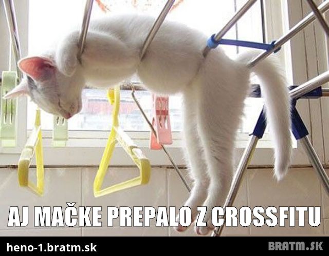 Aj mačke prepalo z crossfitu :D :D