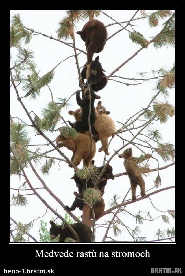 Medvede rastú na stromoch :O
