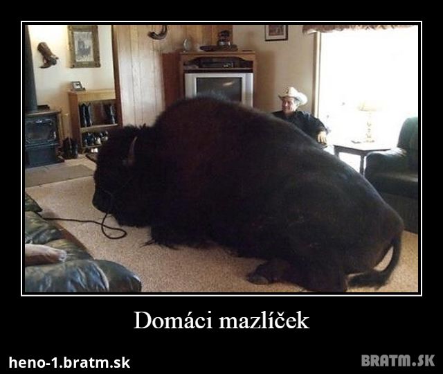 Domáci mazlíček :O