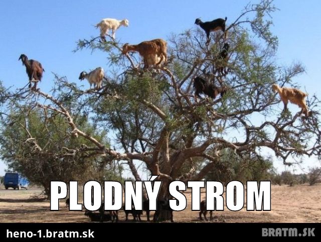 Plodný strom :D