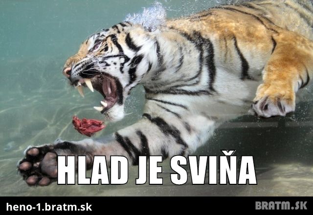 Hlad je sviňa :O