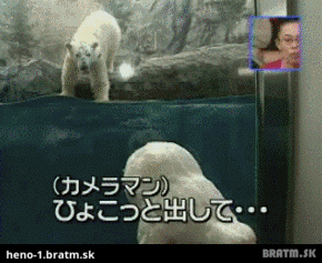 Ľadový medveď útočí :)