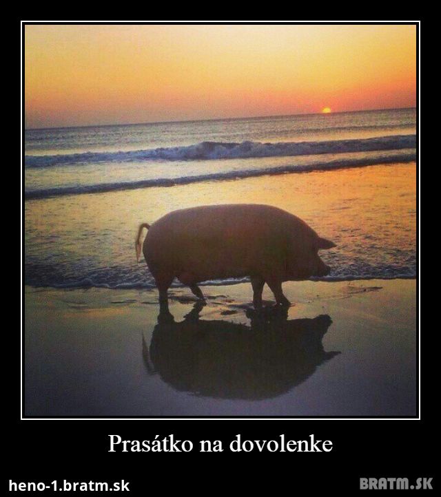 Prasátko na dovolenke :O