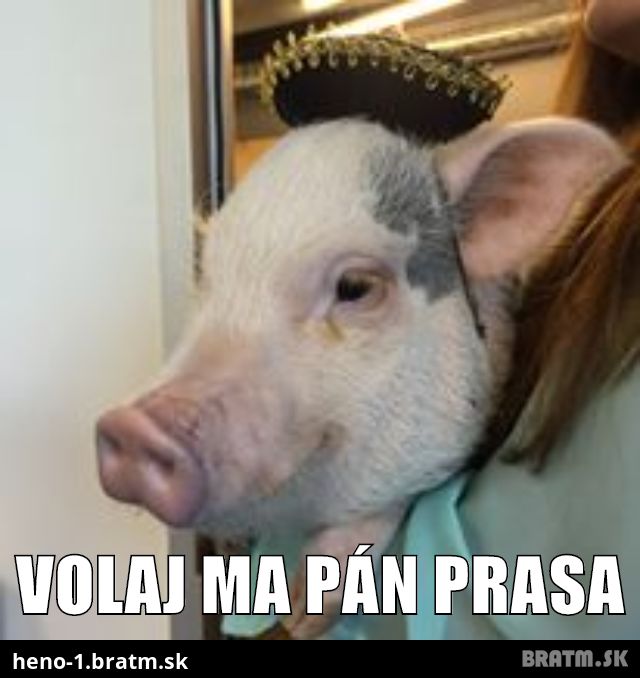 Volaj ma pán prasa