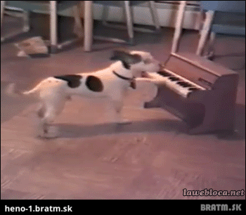 Klavirista psík