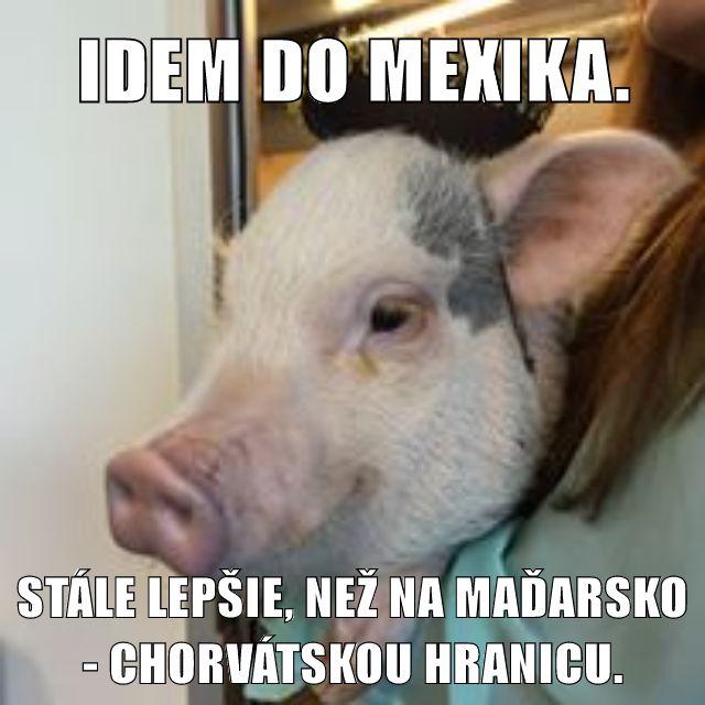 Prasátko