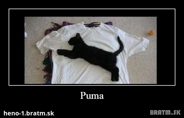 Puma