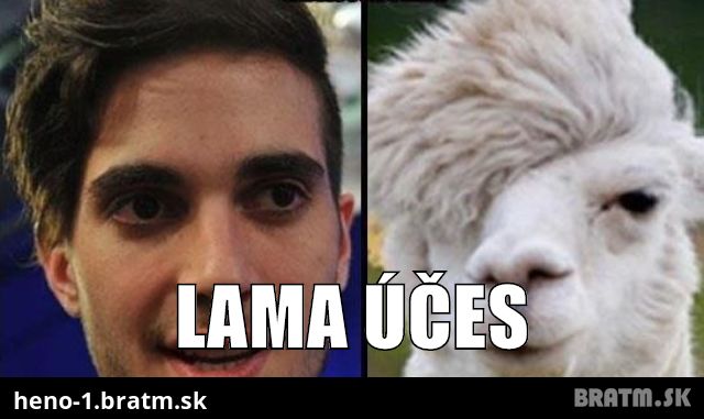 Lama účes