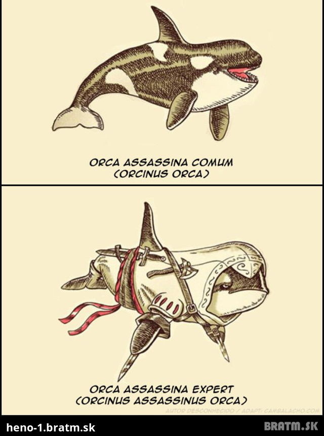 Assassinus orca :D Čo vám to pripomína?:D