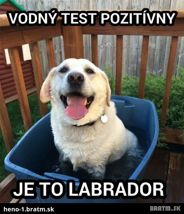 Ako zistíte, že máte origos labradora :D