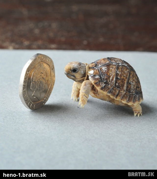 Rozkošné, toto je najmenšia korytnačka