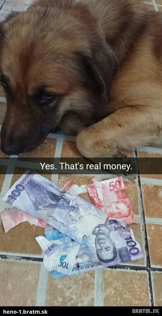 Auuu..tento psík zjedol naozajstné peniaze... :D