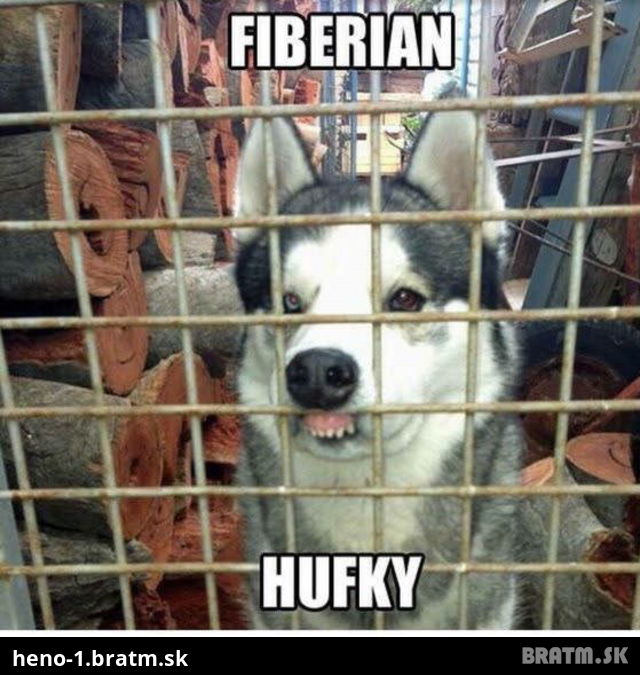 Videli ste už plemeno psa FIBERIAN HUFKY? :DD