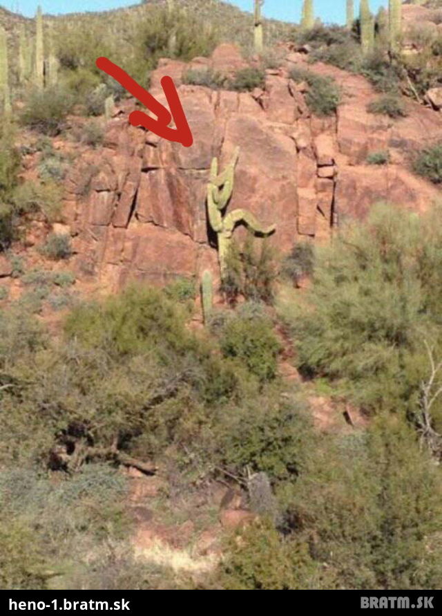Kaktus na skale sa podoba na človeka, neveríte? Pozrite sa!