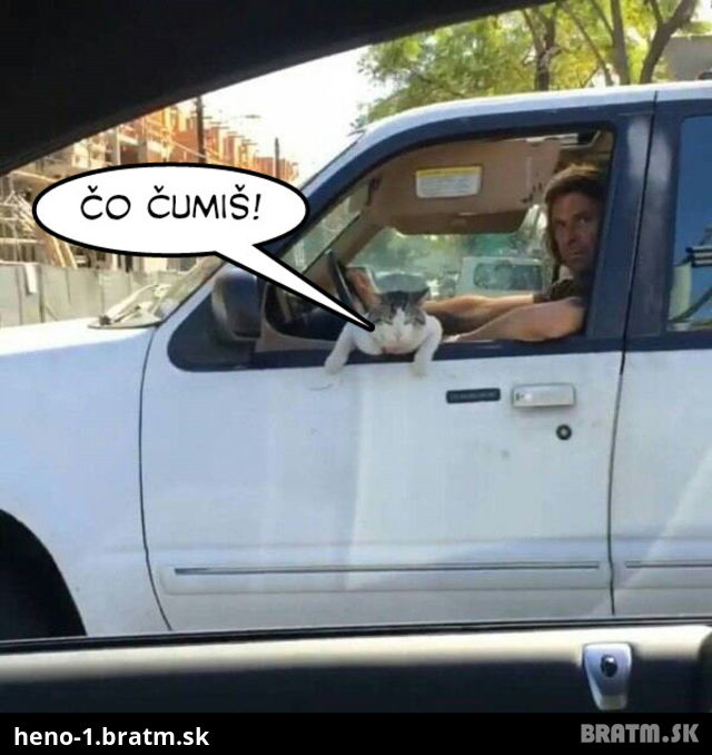 Skutoční gangstri nosia v aute mačky! :D