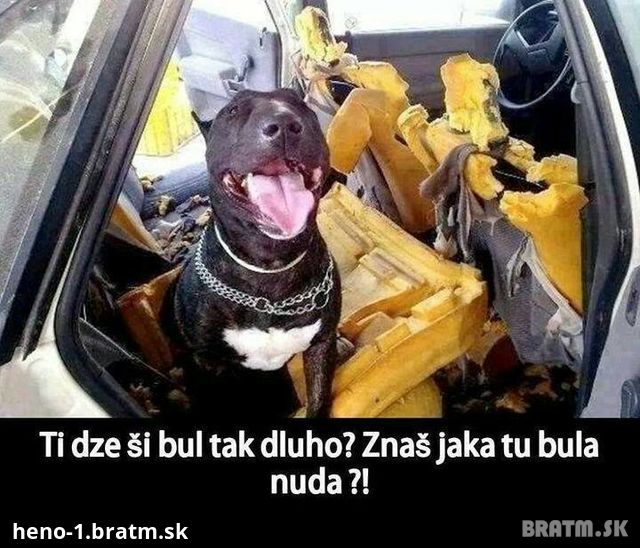 Ked sa pes nudí v aute :D