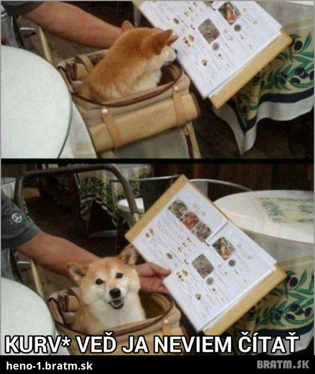 Tento psík nemá chybu :D