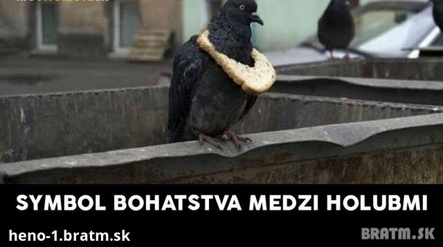 Aj holuby sa delia na kasty...