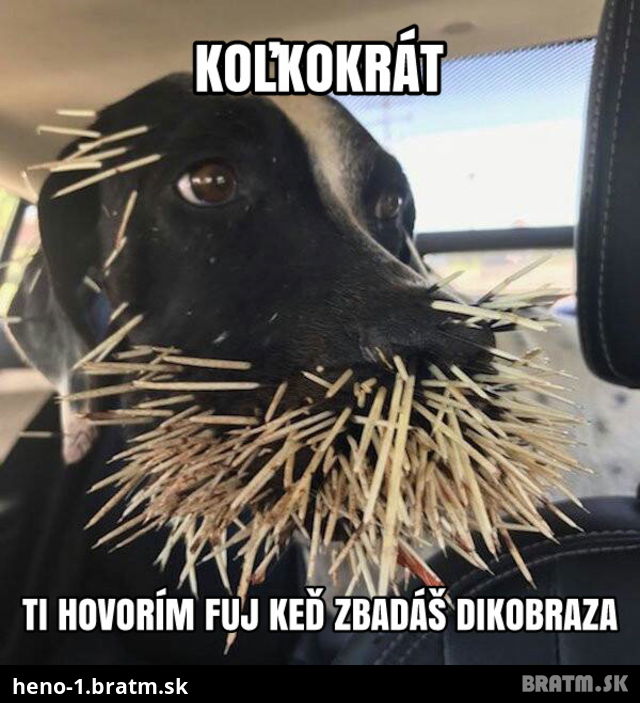 Dobrá rada pre deti! Nepúštajte psa k dikobrazovi :D