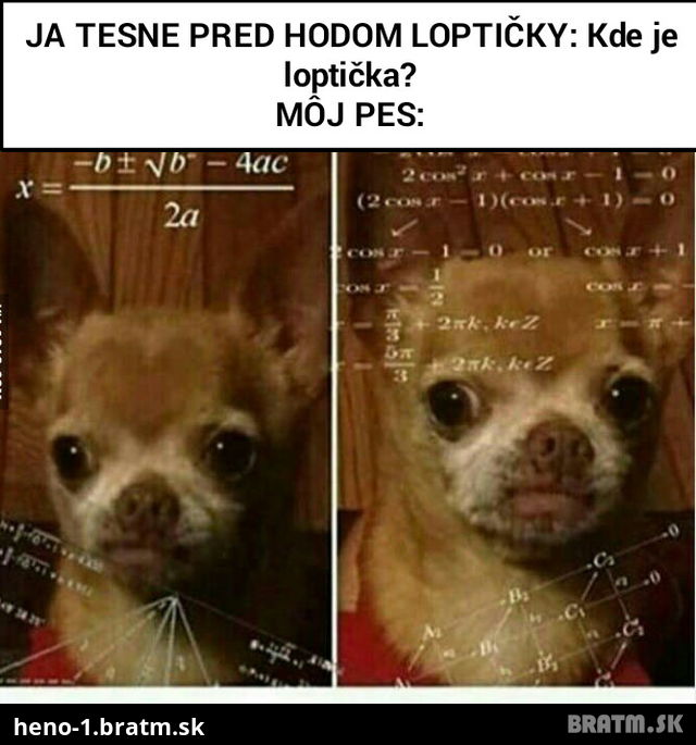 Venčenie psov: Level loptička :D