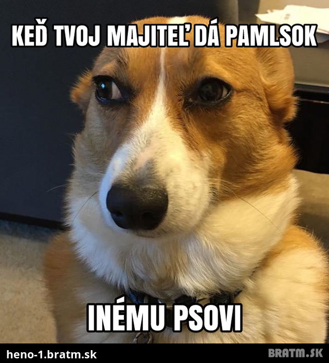 Príroda: Zo sveta psov :D