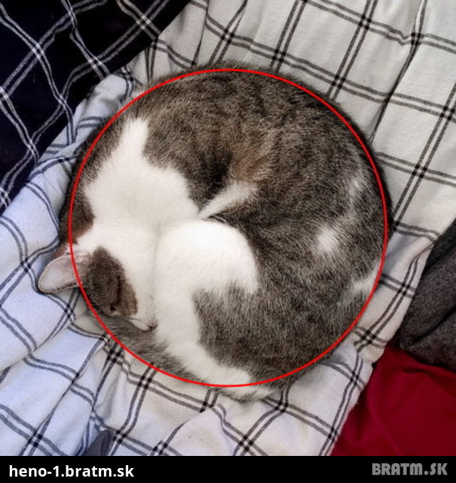 Takmer dokonalý kruh mojej mačky, to musíte vidieť :)