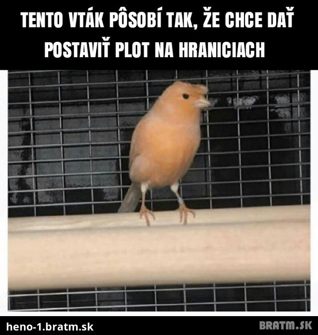 Koho vam pripomína tento vták?:D