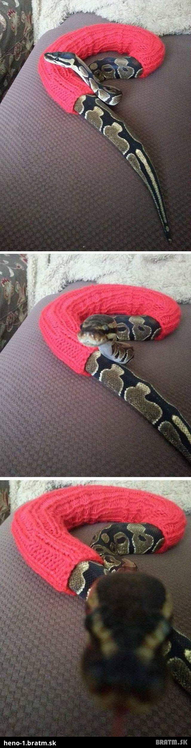 Videli ste už oblečeného hada?:D