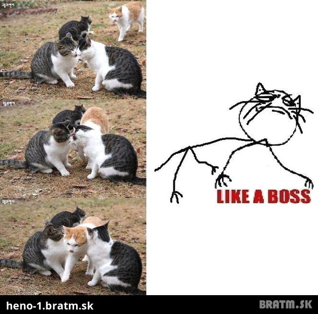 Táto mačka je boss :D