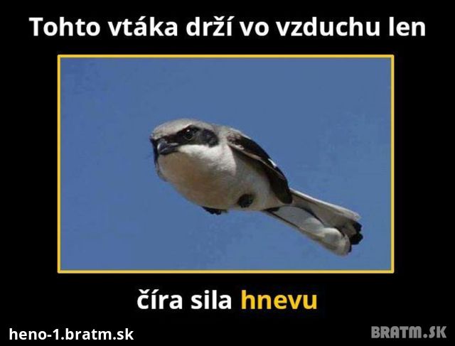 Nervozny vtak :D