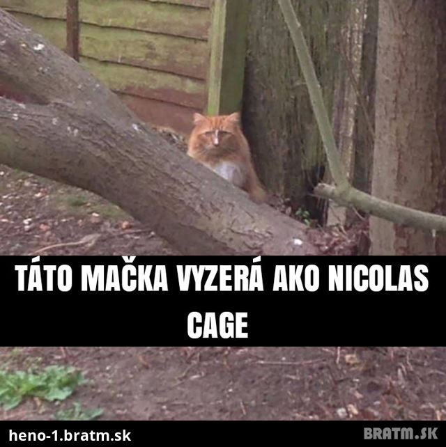 Mačka, ktorá vyzerá ako známy herec :D