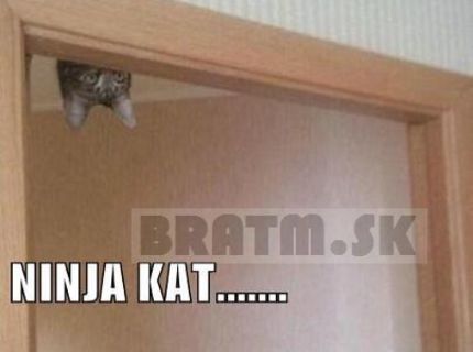 ninja mačka
