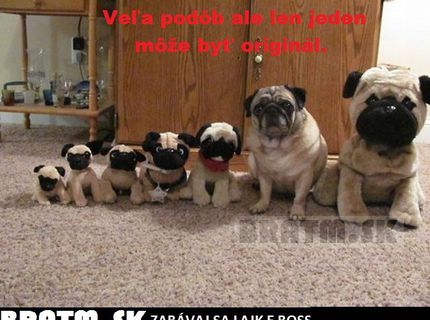 Ktorý je živý ?:D