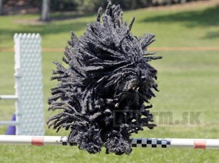 Mop alebo dog?:D Kto to prvý spozná tak lajk !