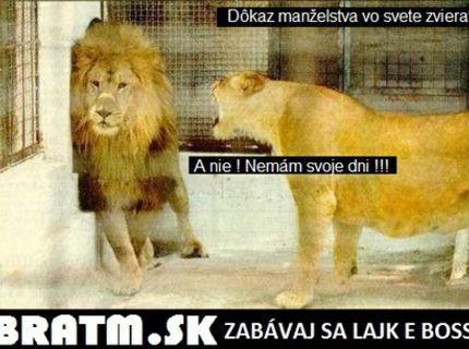 Majú to muži tažké aj vo svete zvierat ?:D