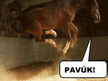 Aj majestátne zviera pozná strach :)