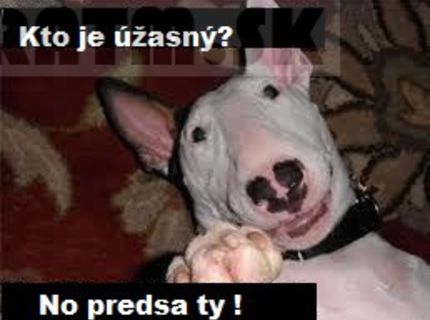 Úžasný a nádherný psík :)