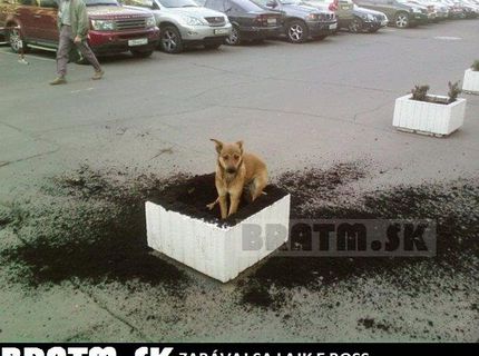 Dobrý psíček,....dobrýýý... :D ale aj tak je chutnýýý :)