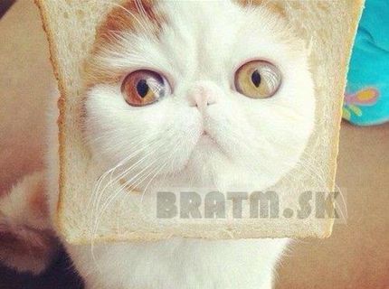 Podarená čííííča :)