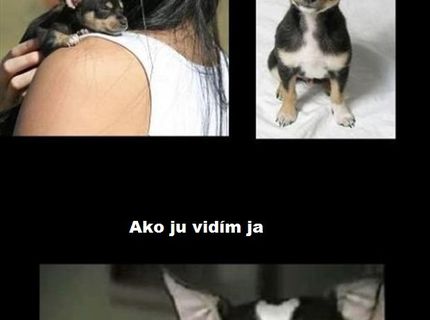Čivavy... malé potvory :D