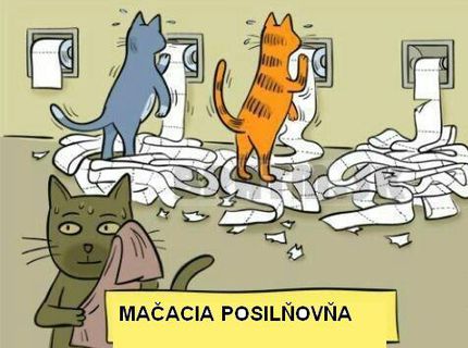 Takto vyzerá mačacia posilka :D