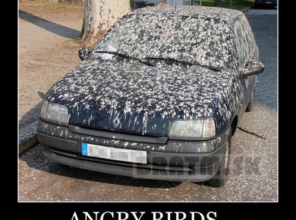 Angry birds v reálnom živote :D