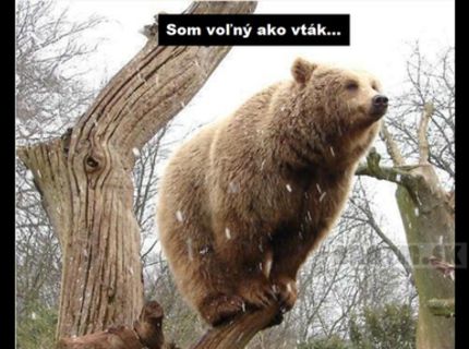 Som voľný ako vták :D