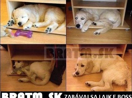 Krásny psíček, ktorý sa už nezmestí na svoje obľúbené miestočko :D