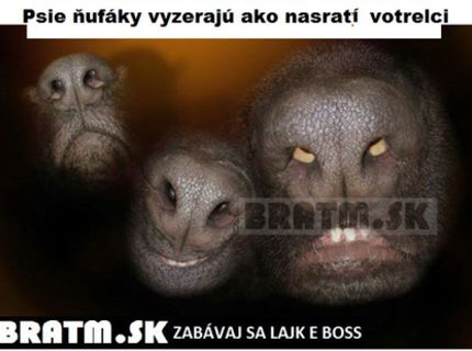 Čo vám pripomínajú tieto psie ňufáčiky ? :D