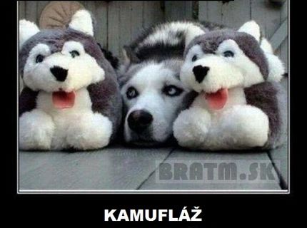 Tomuto sa povie dokonalá kamufláž :D
