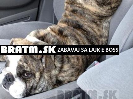 Krásny psíček a jeho super poloha :)