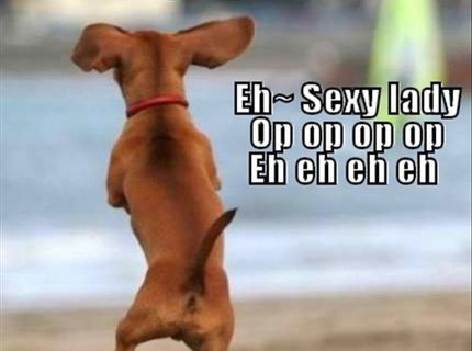 Gangnam style v podaní krásneho psíka :D