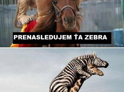 Zo života bláznivých zvierat :D